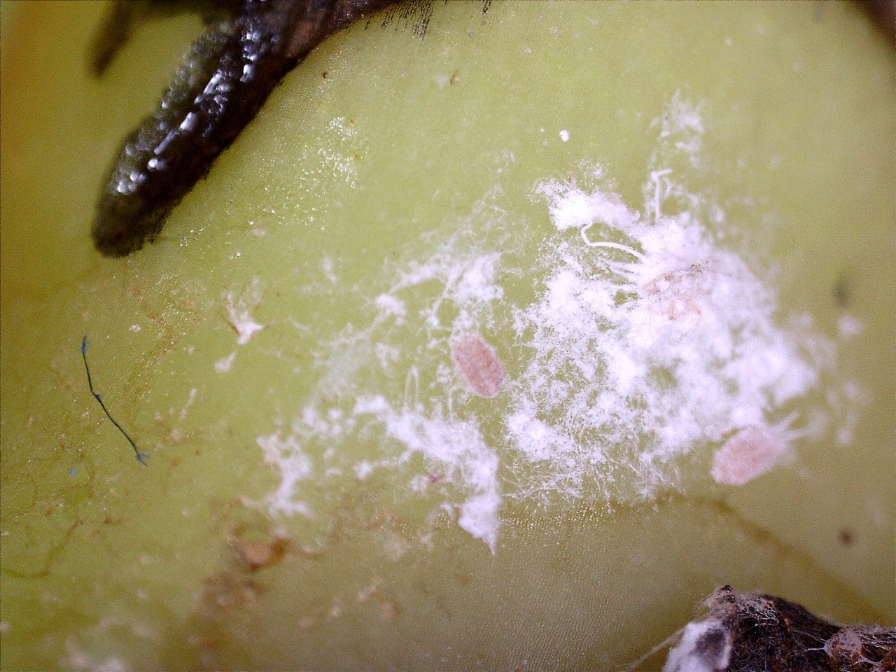 Figure 10: Intercepted viable juvenile mealy bugs, banana shipment 2019 Figure 10: Intercepted viable juvenile mealy bugs, banana shipment 2019