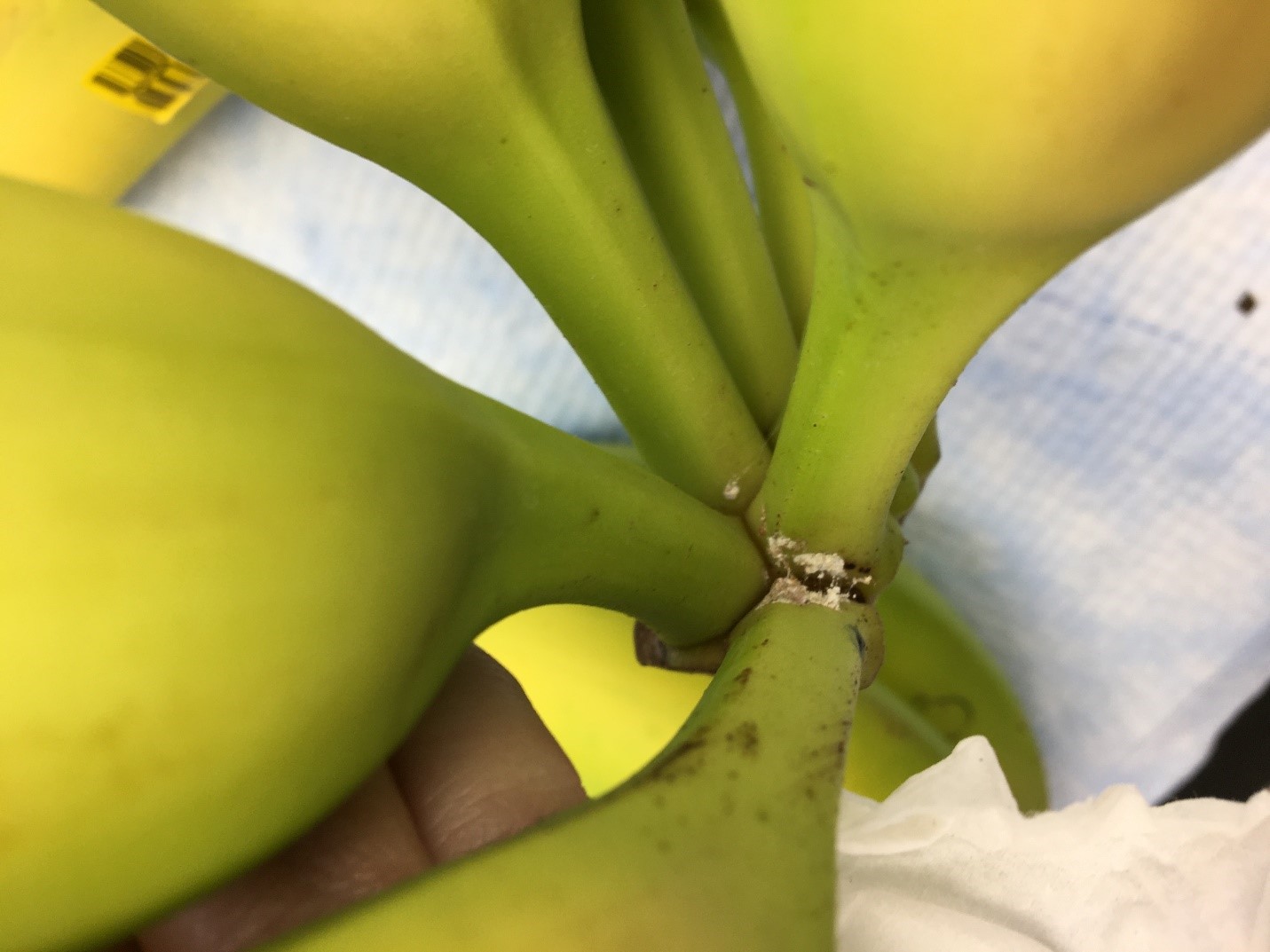 Figure 1: Intercepted mealybug egg masses on incoming banana shipment, 2019 Figure 1: Intercepted mealybug egg masses on incoming banana shipment, 2019