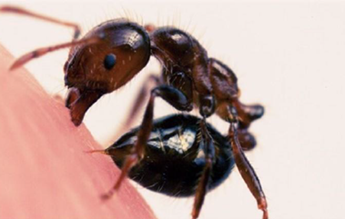 fire ant
