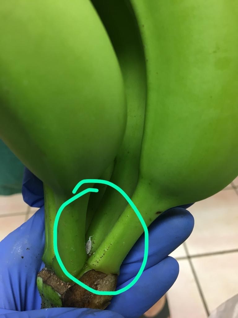 Figure 2: Intercepted live adult mealybug, banana shipment, 2019 Figure 2: Intercepted live adult mealybug, banana shipment, 2019