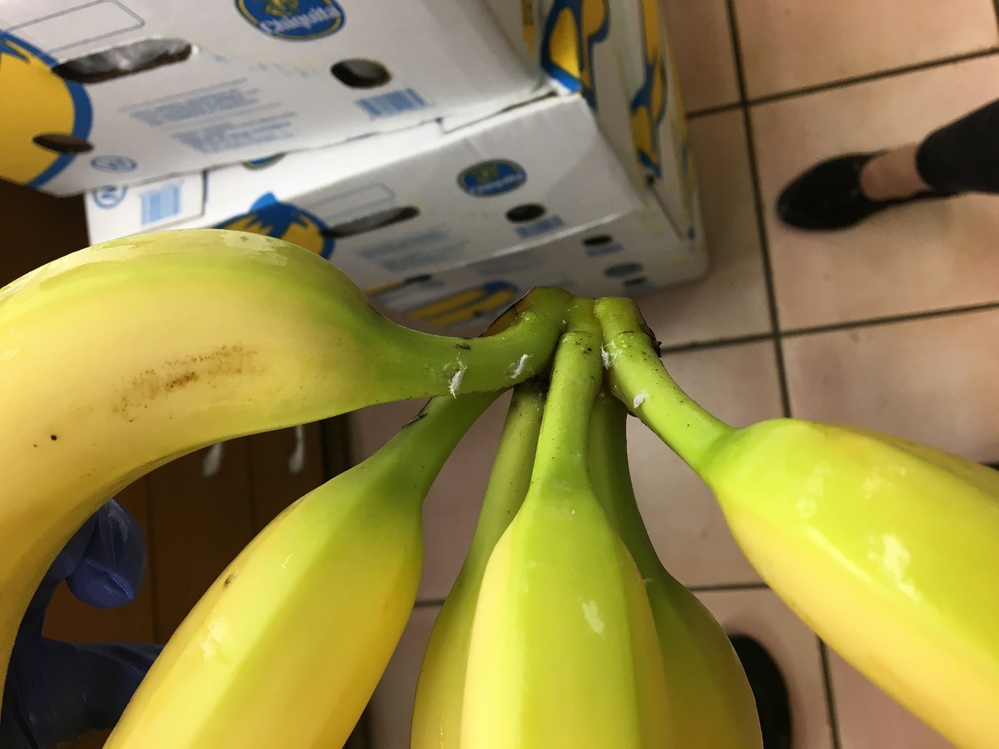 Figure 3: Intercepted live adult mealy bug infestation, banana shipment, 2019 Figure 3: Intercepted live adult mealy bug infestation, banana shipment, 2019