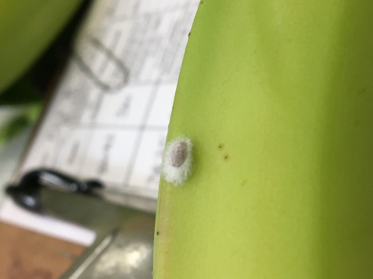 Figure 5: Intercepted live adult mealybug, banana shipment, 2019 Figure 5: Intercepted live adult mealybug, banana shipment, 2019