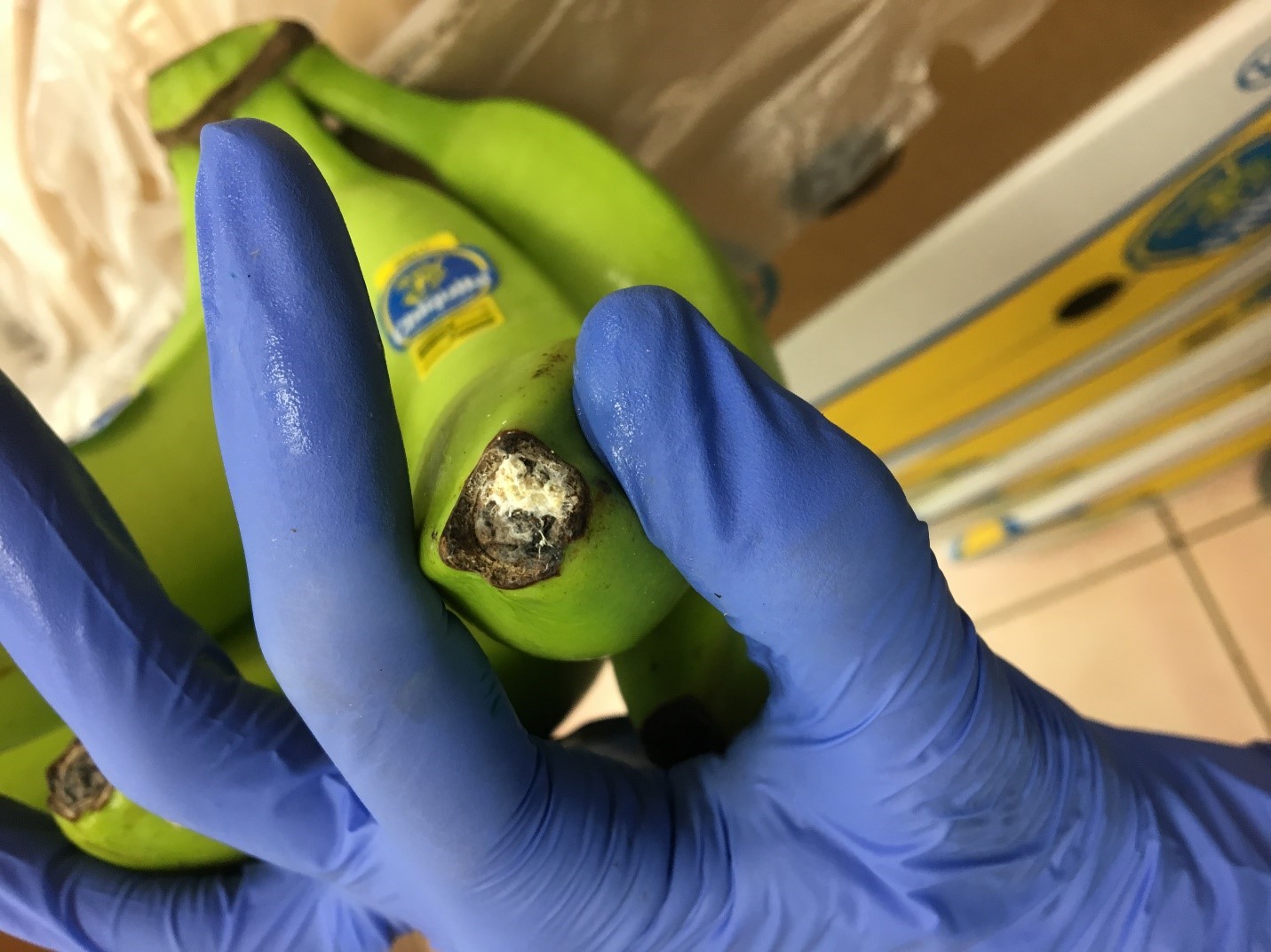 Figure 6: Intercepted viable mealybug egg mass in tip end of banana bunch, 2019 Figure 6: Intercepted viable mealybug egg mass in tip end of banana bunch, 2019