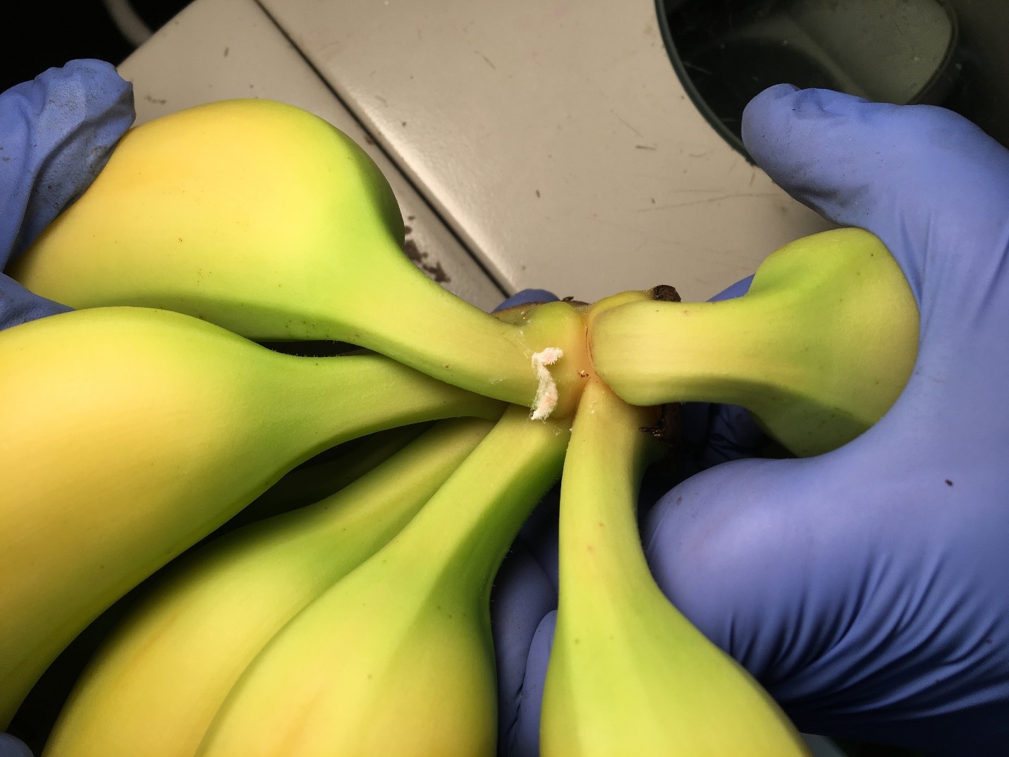 Figure 7: Intercepted live adult mealybug with hanging egg mass, banana shipment, 2019 Figure 7: Intercepted live adult mealybug with hanging egg mass, banana shipment, 2019