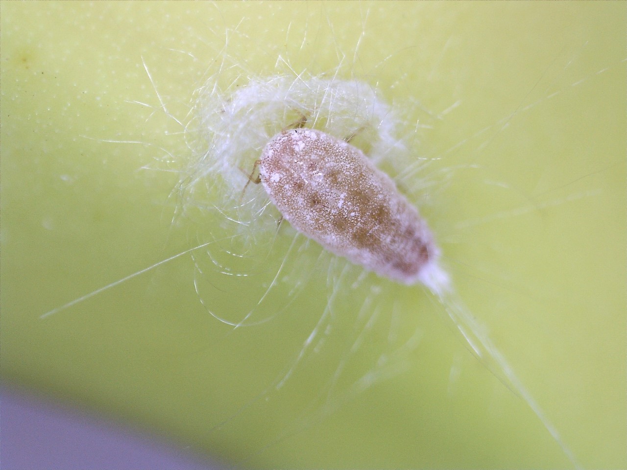Figure 8: Intercepted live adult mealybug - note waxy coat, banana shipment 2019 Figure 8: Intercepted live adult mealybug - note waxy coat, banana shipment 2019