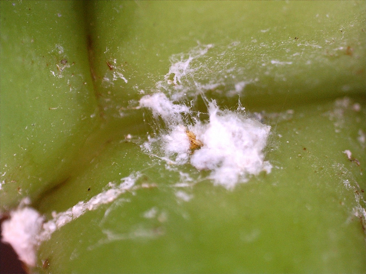 Figure 9: Intercepted viable melybug egg mass, banan shipment 2019 Figure 9: Intercepted viable melybug egg mass, banan shipment 2019