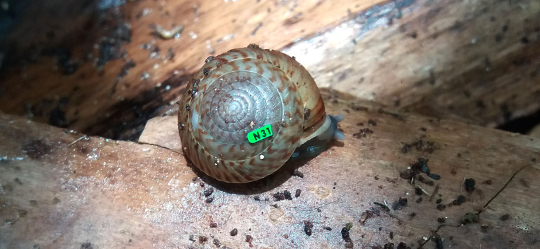 Land Snail Recovery